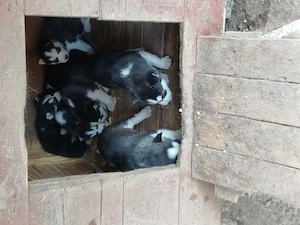 7 Pui Husky Siberian - imagine 5