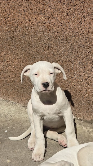 Pui Femela Dog Argentinian