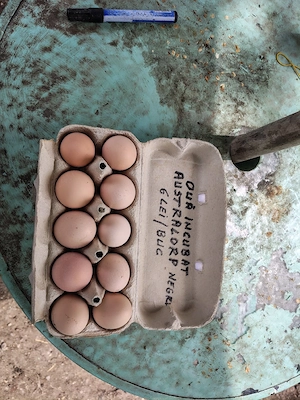 Oua incubat australorp negru de la gainile din imagini-talie mare