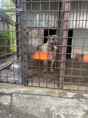 catelusi cane corso   - imagine 6