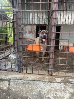 catelusi cane corso  