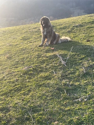 caine disponibil 