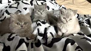 British Shorthair 