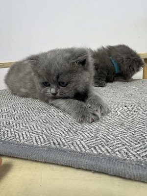 Pisici British Longhair  - imagine 3