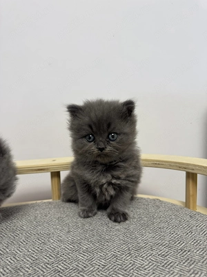 Pisici British Longhair  - imagine 4
