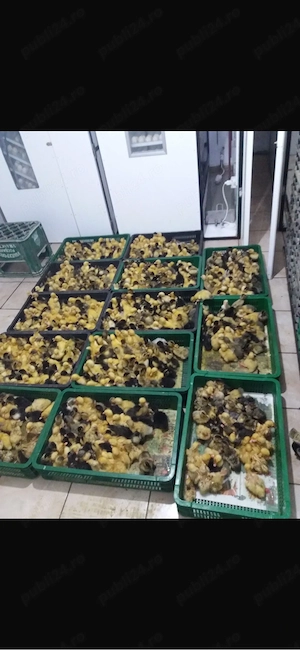 Ratuste polare si pekin perfect sanatoase si frumoase    - imagine 4