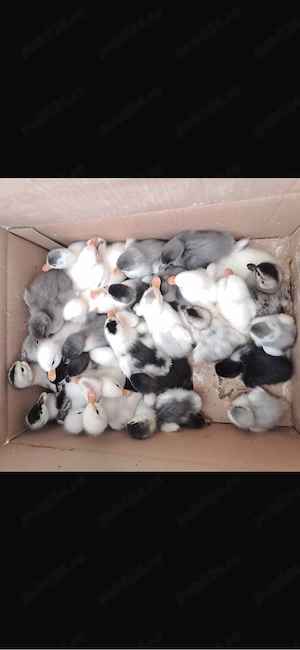 Ratuste polare si pekin perfect sanatoase si frumoase    - imagine 2