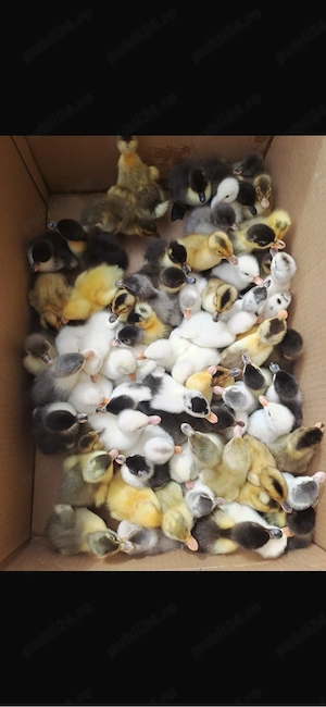 Ratuste polare si pekin perfect sanatoase si frumoase    - imagine 3