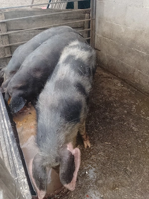 Vând sau schimb pe scândură unul