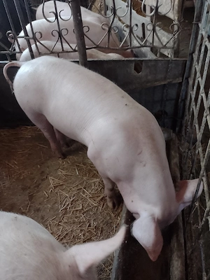 porci de rasa marele alb pietrain si landrace  - imagine 3