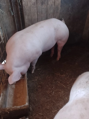 porci de rasa marele alb pietrain si landrace  - imagine 2