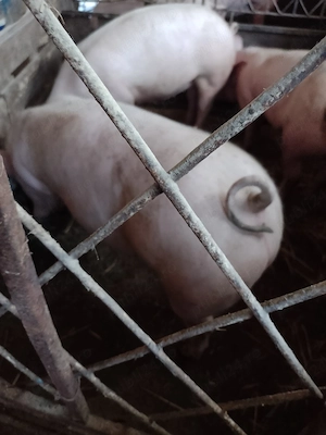 porci de rasa marele alb pietrain si landrace 