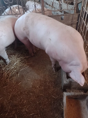 porci de rasa marele alb pietrain si landrace  - imagine 4