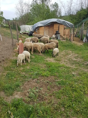 vand 8 oi si un berbec 