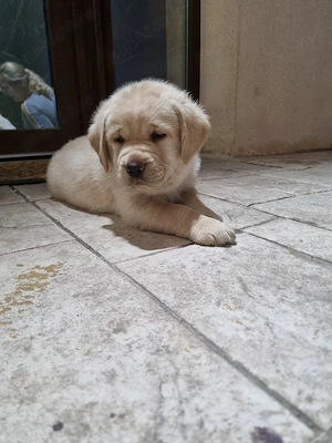 pui labrador retriver
