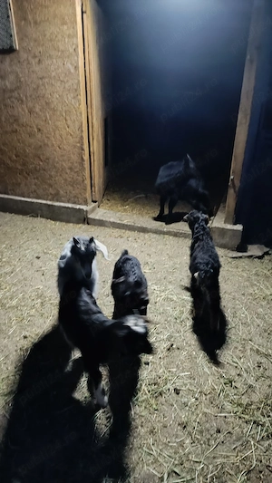 Nu se vând separat  - imagine 4
