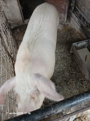 Vând porc rasa marele alb - imagine 5