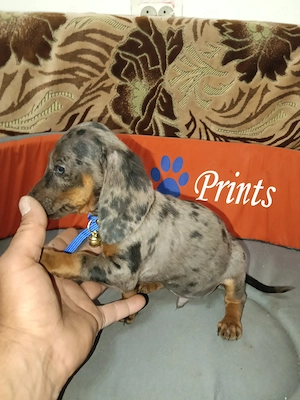 Teckel arlechin băiat 