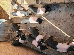 Purcei bazna 