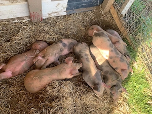 Vand animale de companie 