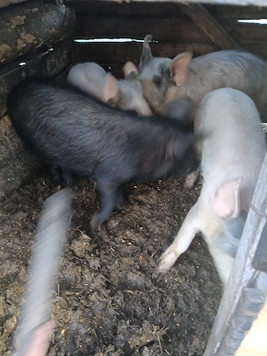Șoldani de vânzare .