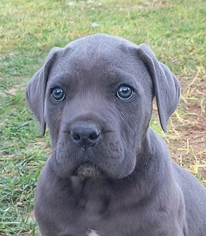 Căței masculi rasa Cane Corso, 2 luni, pedigree, culoare blue, negru tigrat - imagine 2