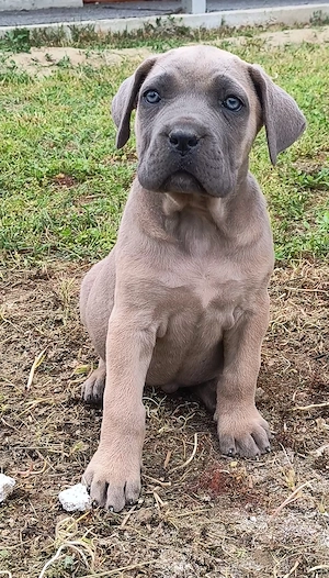 Căței masculi rasa Cane Corso, 2 luni, pedigree, culoare blue, negru tigrat - imagine 3