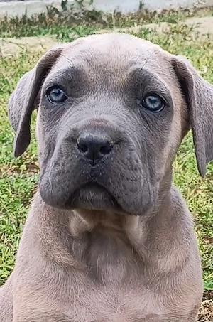 Căței masculi rasa Cane Corso, 2 luni, pedigree, culoare blue, negru tigrat - imagine 4