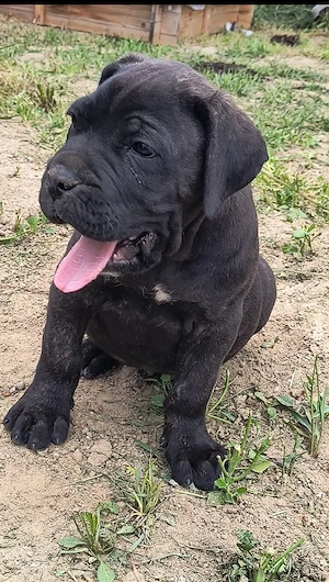 Căței masculi rasa Cane Corso, 2 luni, pedigree, culoare blue, negru tigrat - imagine 5