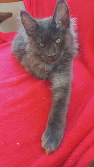 Mainecoon Felisa autorizata WCF - imagine 7