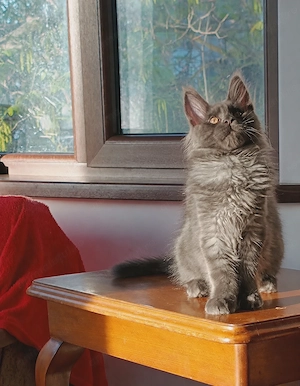 Mainecoon Felisa autorizata WCF - imagine 4