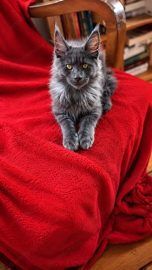 Mainecoon Felisa autorizata WCF - imagine 5