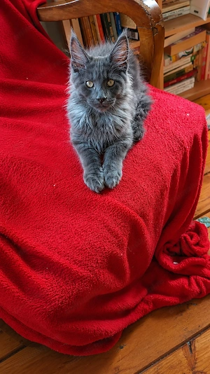 Mainecoon Felisa autorizata WCF - imagine 3
