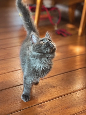 Mainecoon Felisa autorizata WCF - imagine 2