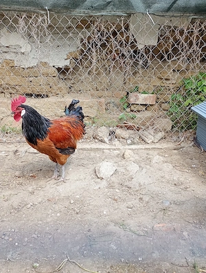 Cocos vorwerk