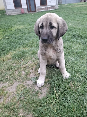 Catei metis kangal cu ciobanesc carpatin