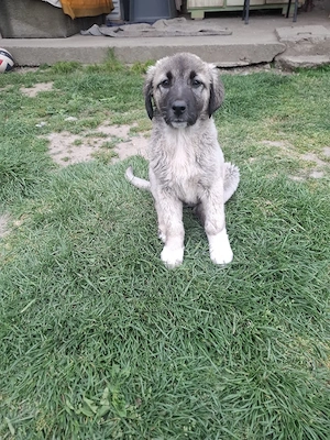 Catei metis kangal cu ciobanesc carpatin - imagine 3
