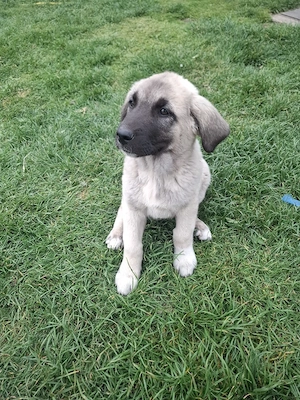 Catei metis kangal cu ciobanesc carpatin - imagine 4