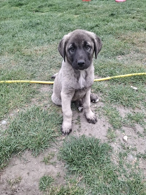 Catei metis kangal cu ciobanesc carpatin - imagine 5