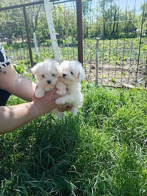 Bichon maltez talie toy, vaccinați conform varstei