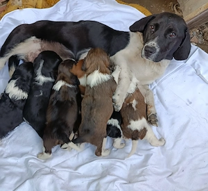 Catei talie medie pentru adoptie - imagine 2