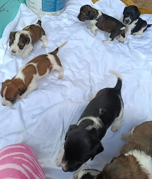 Catei talie medie pentru adoptie - imagine 4