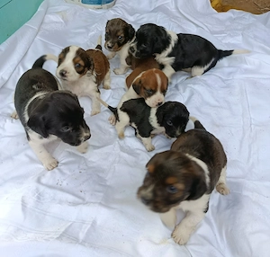 Catei talie medie pentru adoptie - imagine 5