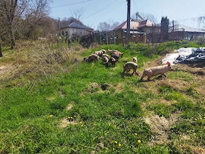 Porci și grăsuni de rasă pură de carne
