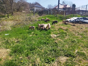 Porci și grăsuni de rasă pură de carne - imagine 2