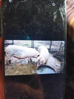 Porci și grăsuni de rasă pură de carne - imagine 3