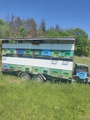 Vând 40 de stupi