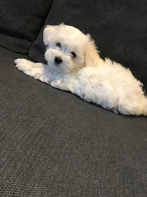 Puiuti Bichoni Maltese superbi