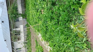 casa de vanzare Baba Ana Prahova