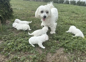 Bichonei maltez toy fetite si baietei